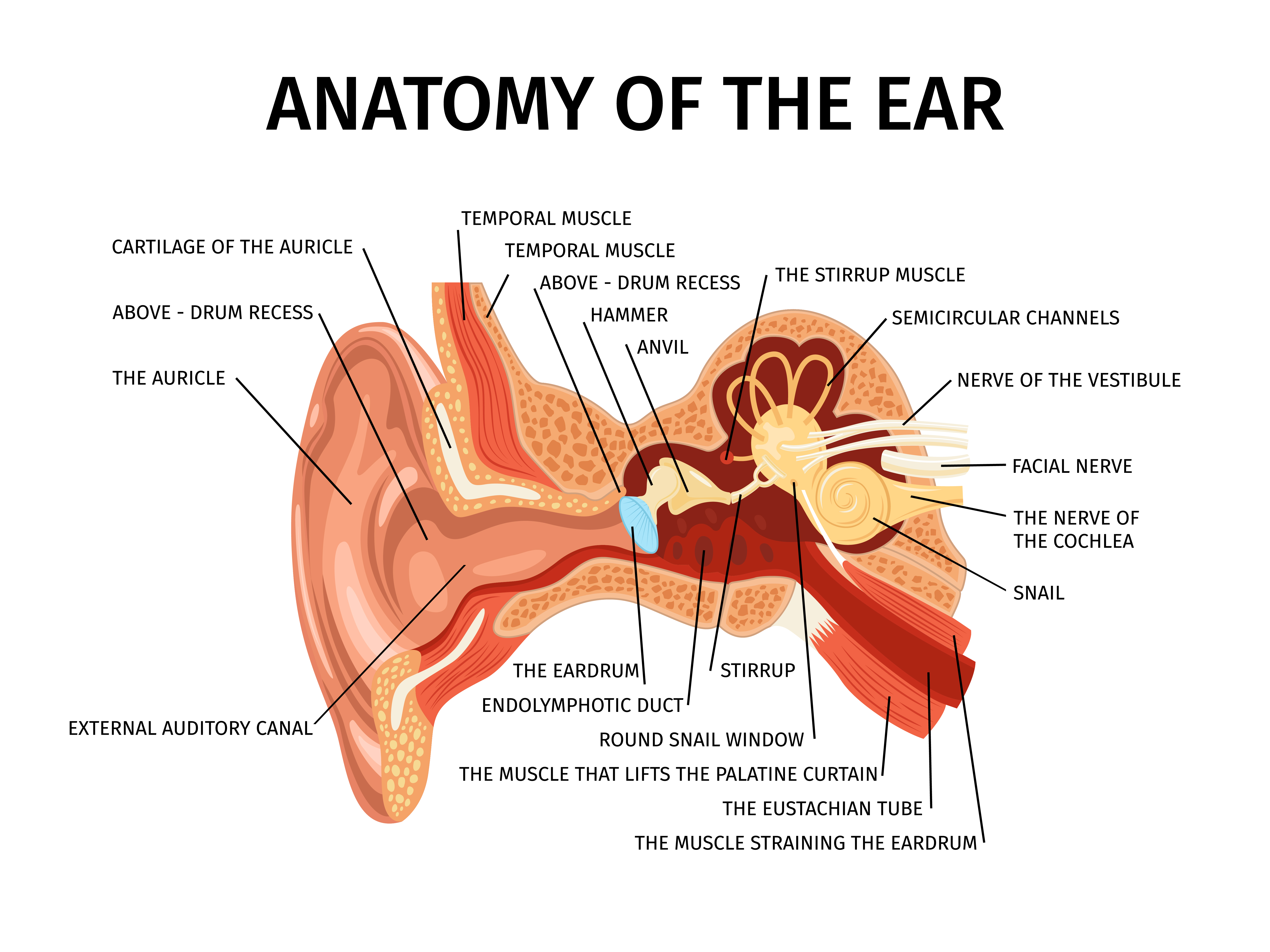 Benefits of Auriculotherapy